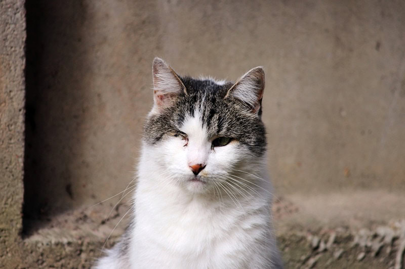 cat infected with feline herpesvirus
