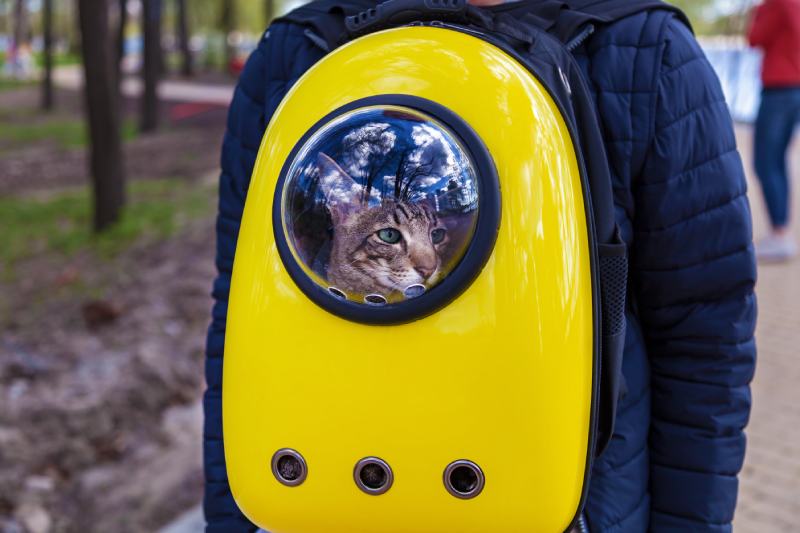 cat inside the backpack looking outside