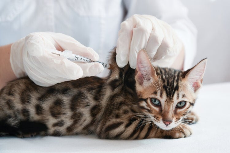 cat insulin injection