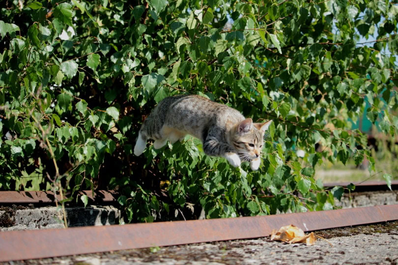 cat jumping