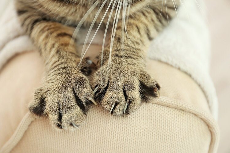 cat kneading