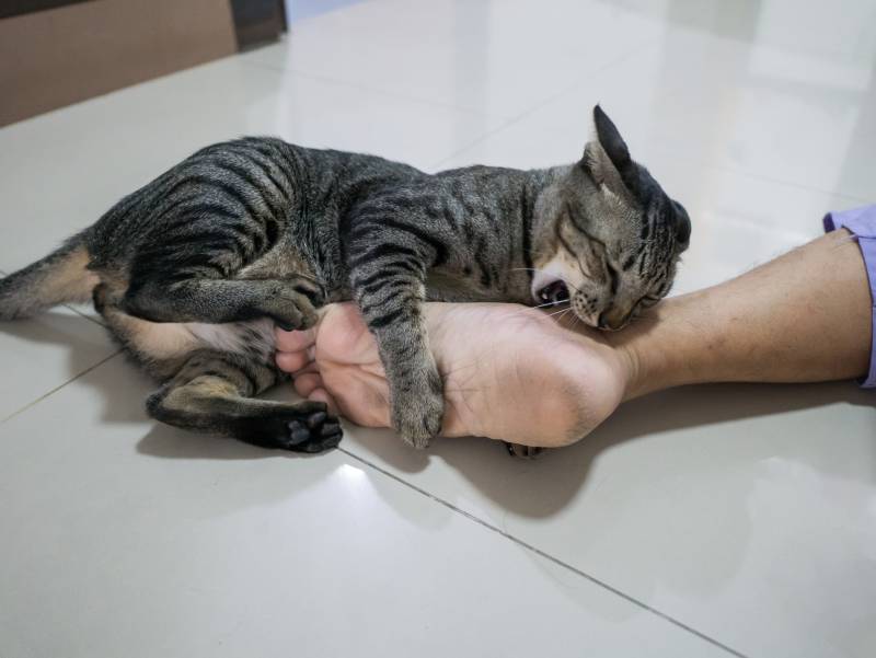 cat lay on ground prepare to play and bite man's foot