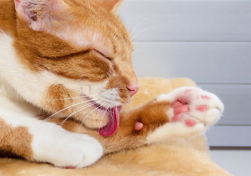 cat licking its paw