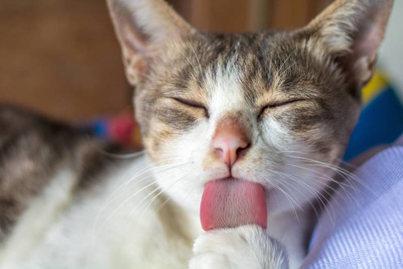 cat licking itself on a person's lap