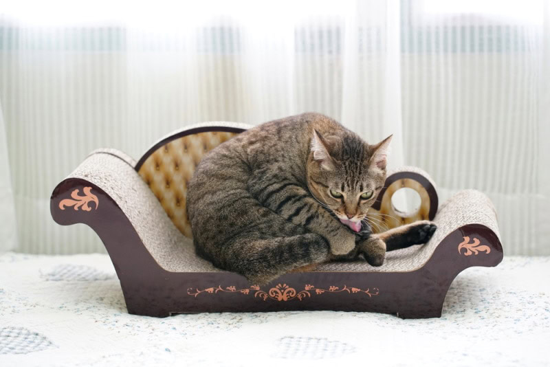 cat licking itself