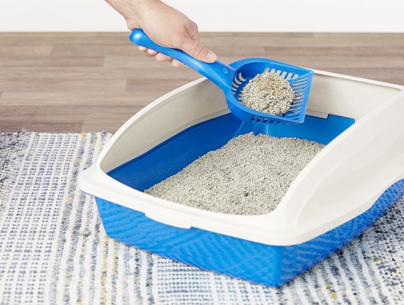 cat litter