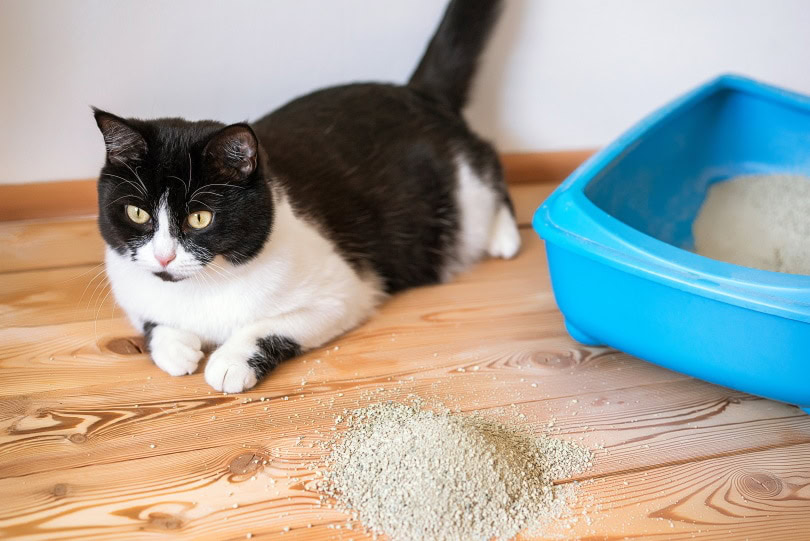 cat-litter