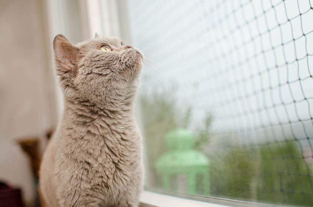 grey fluffy cat-looking-at-the-screened-window