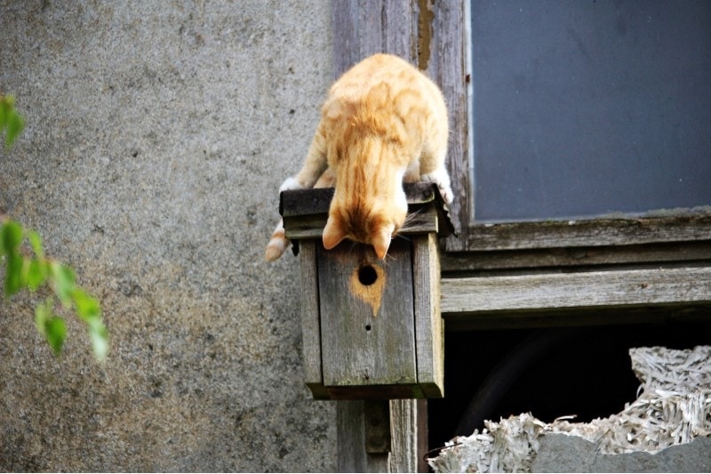 cat looking inside the bird house