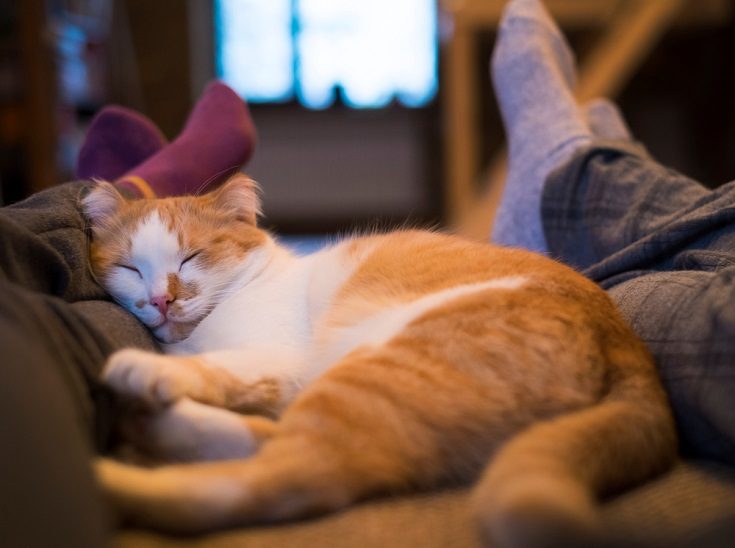 cat lying between man and woman legs