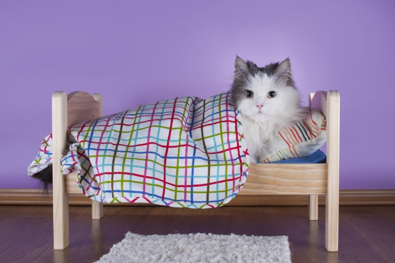 cat lying in her bed