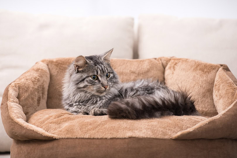 cat lying on a cat bed