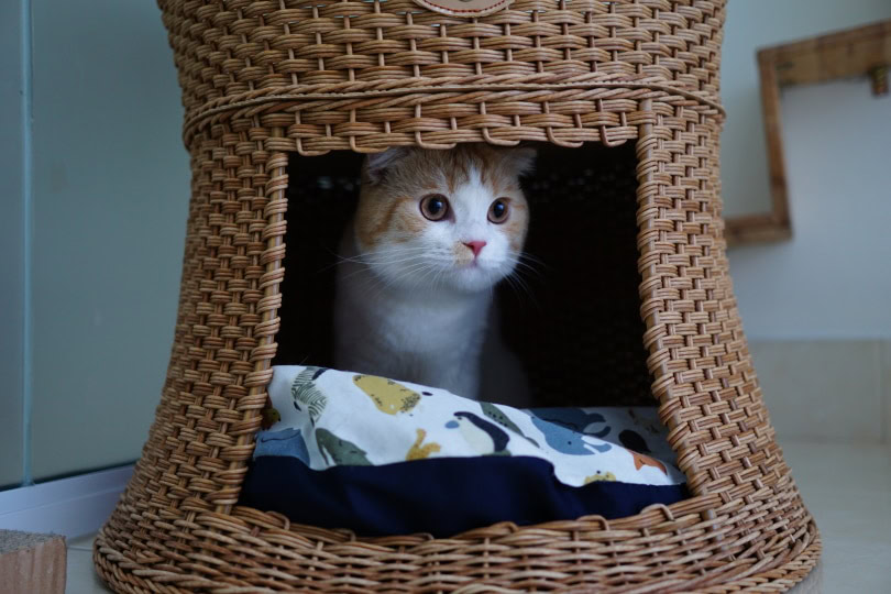 cat lying on enclose cat bed