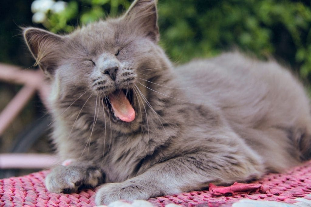 cat meowing