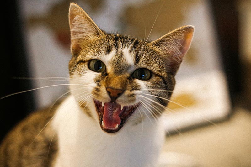 cat meowing