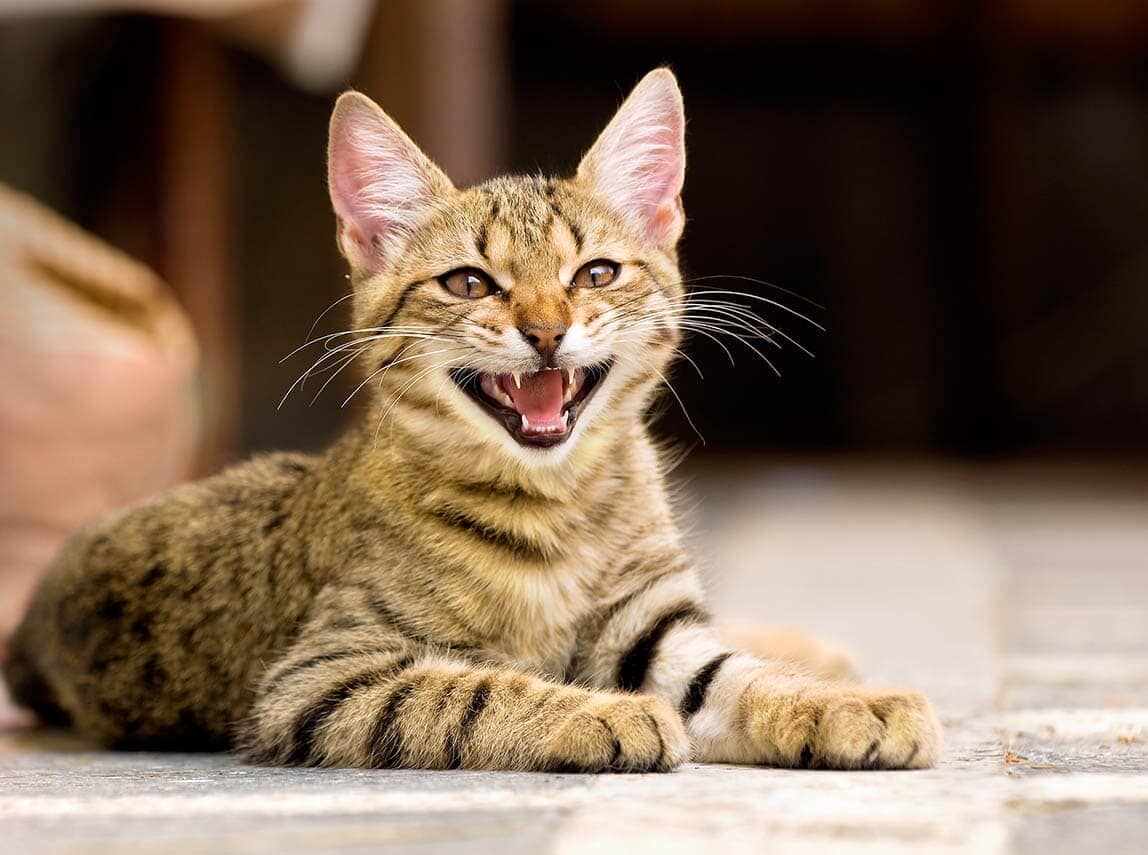 cat-meowing_stanimir-g-stoev_shutterstock-8027864