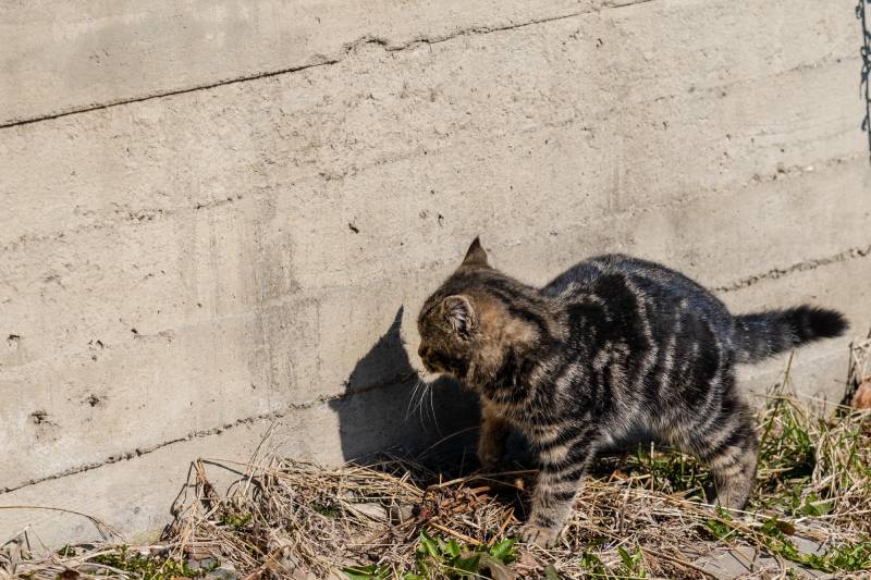 cat near wall playing with shadow