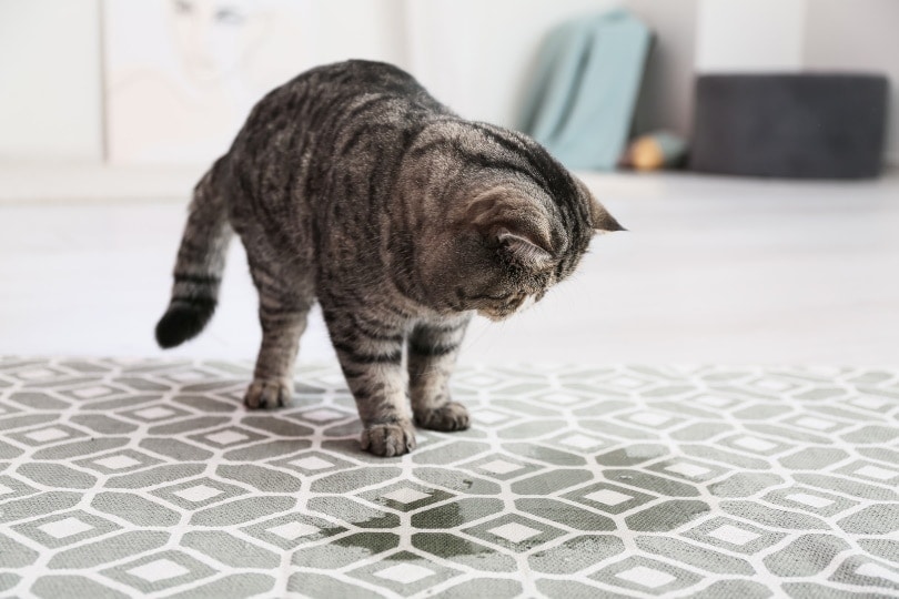 cat near wet spot