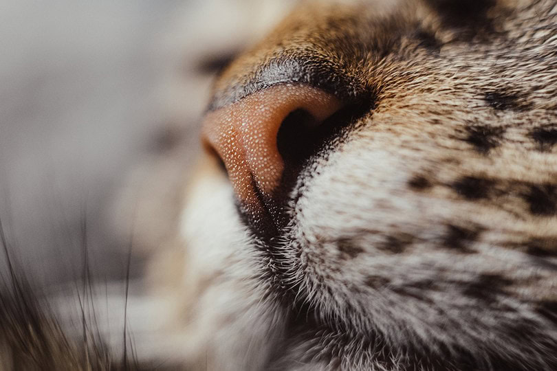 cat nose