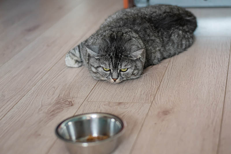 cat not eating food