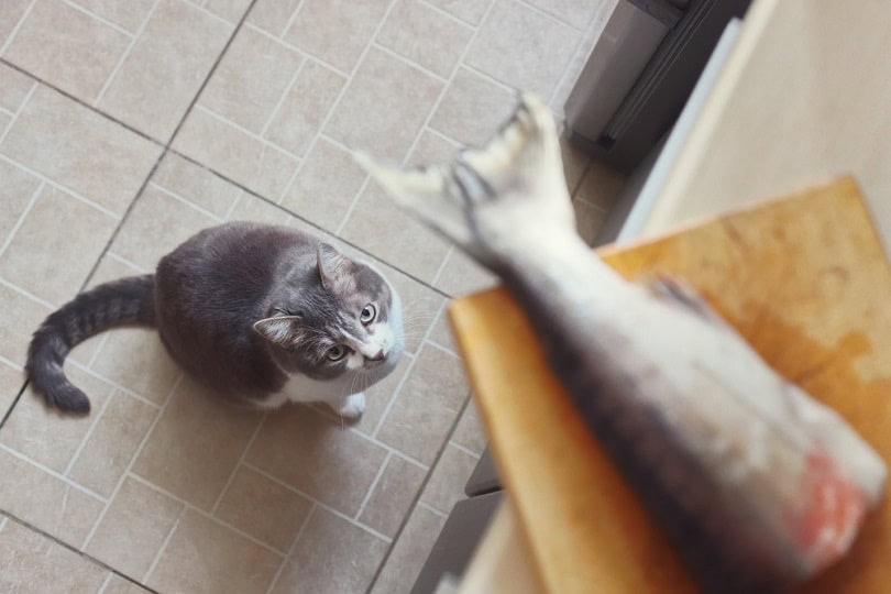 cat-obediently-waits-for-salmon_PakulinSergei_shutterstock