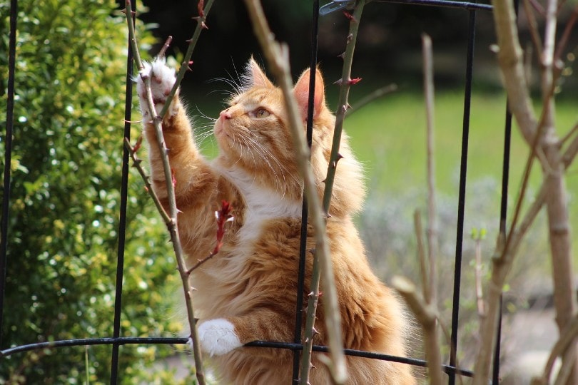 cat outdoors