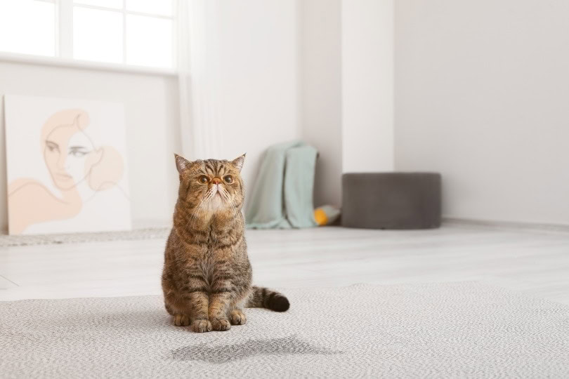 cat pee on the carpet