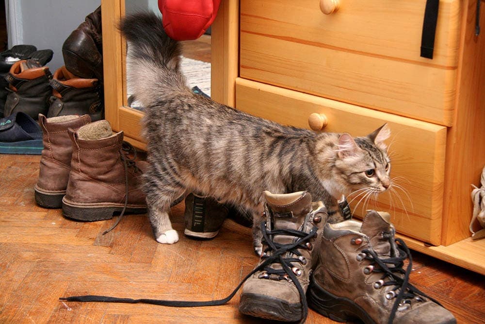 Cat peed in shoes