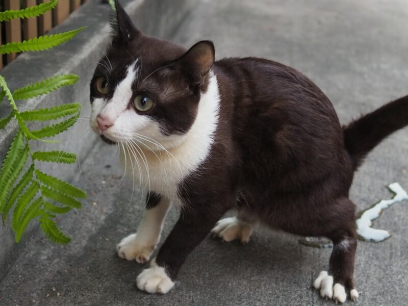 cat peeing on concrete ground