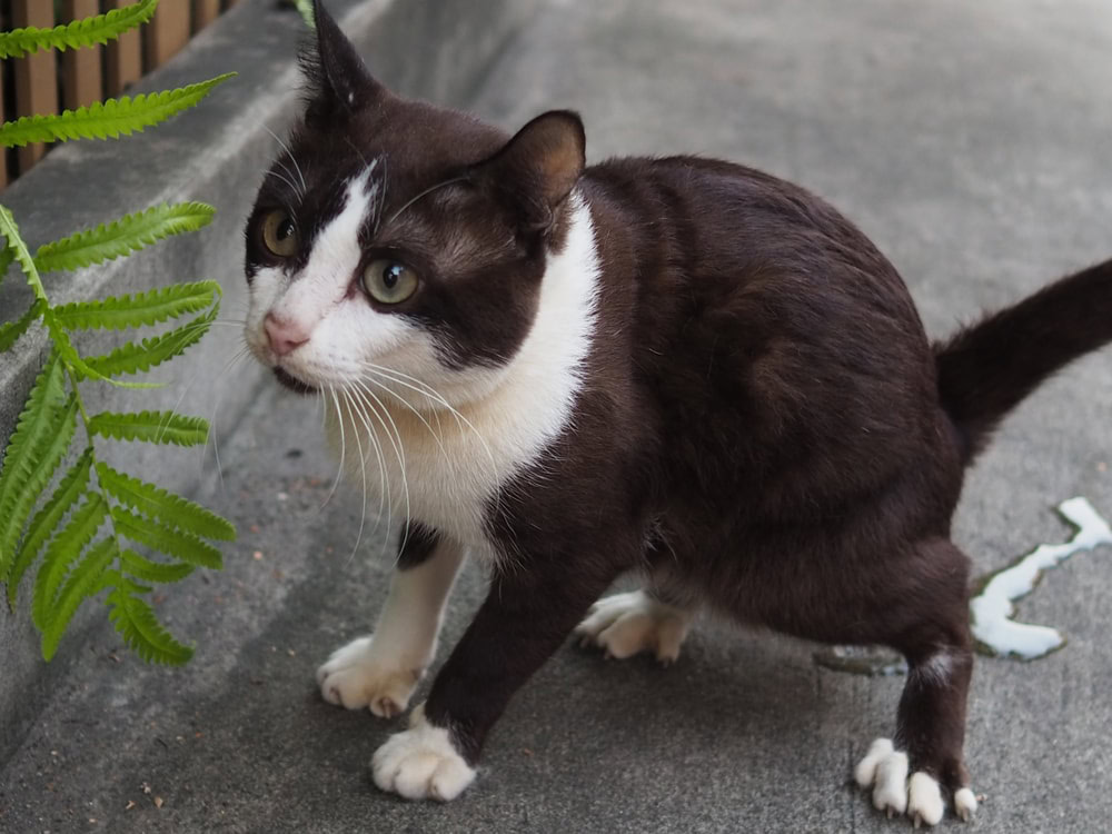 cat peeing on concrete ground