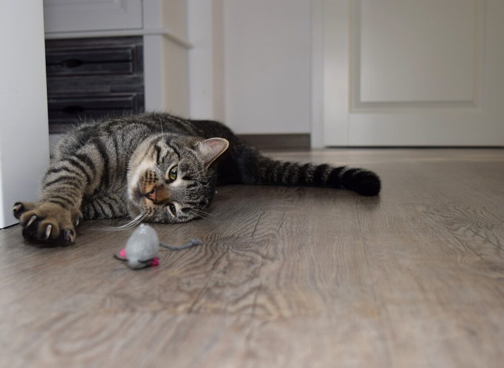 cat playing