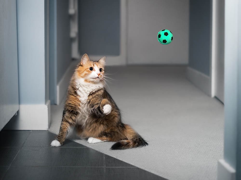 cat playing fetch
