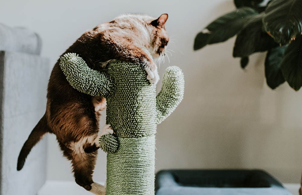 cat playing on cat scratcher_Chewy_Unsplash