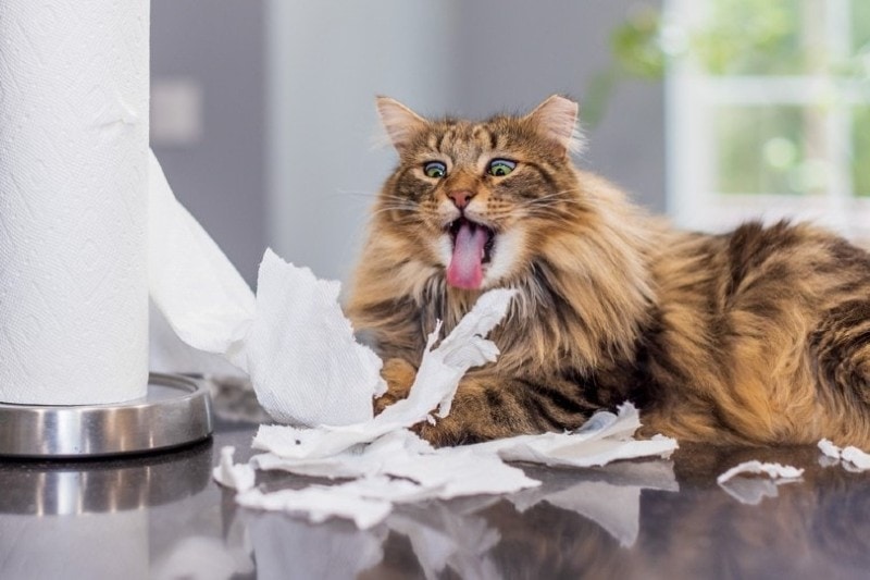 cat playing with paper towel