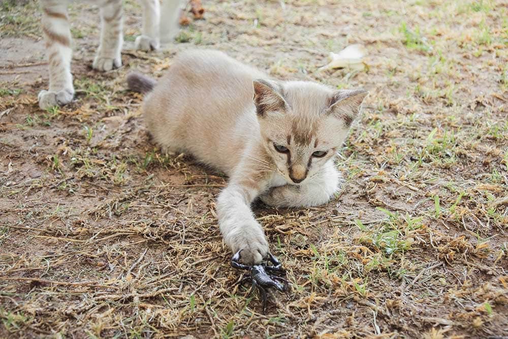 cat playing with scorpion