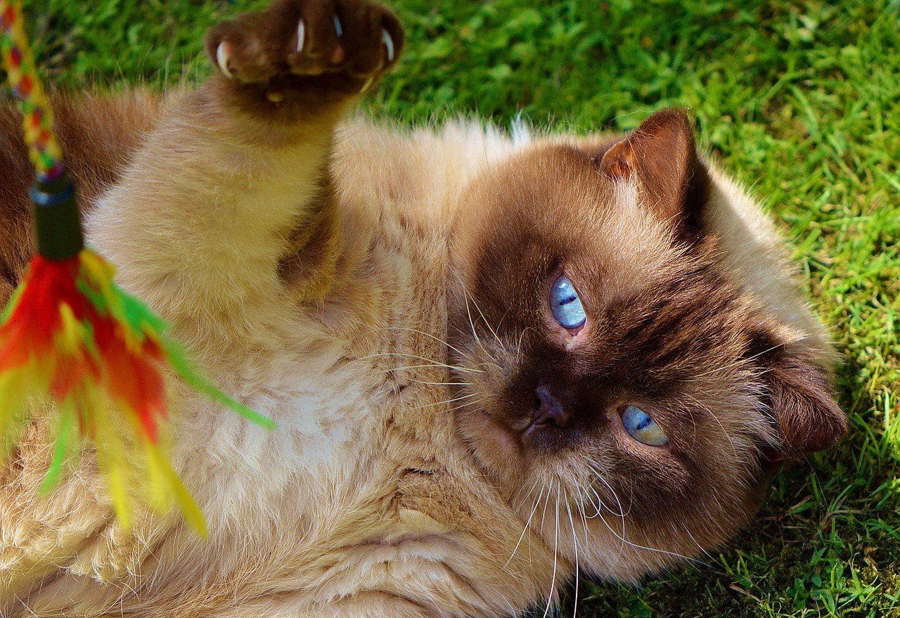cat playing