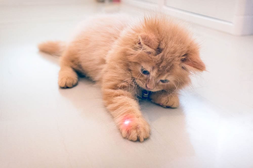 cat plays with a laser pointer