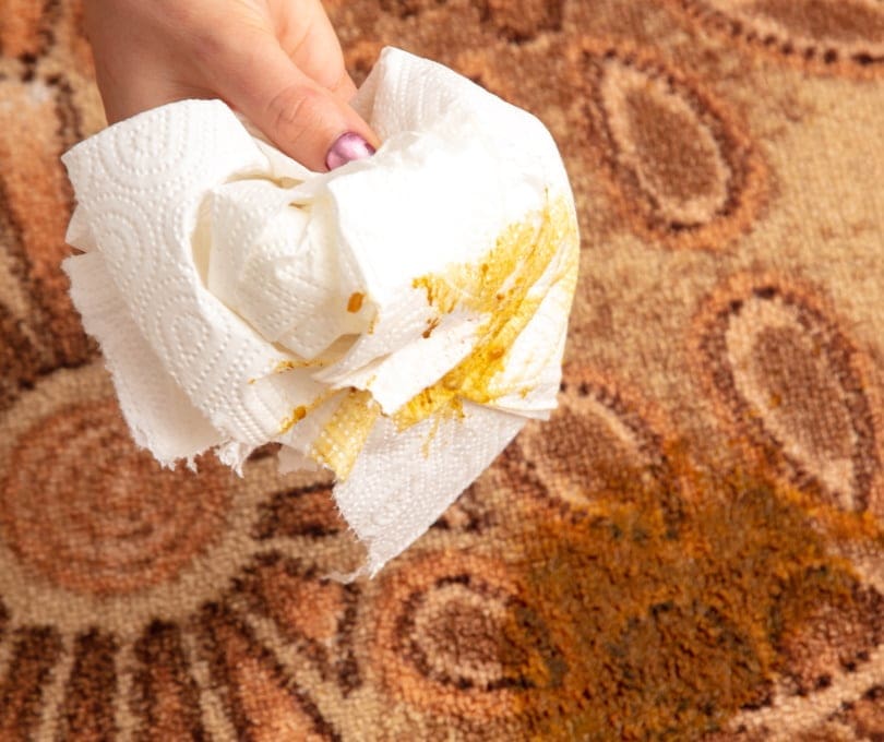 cat poop on the carpet