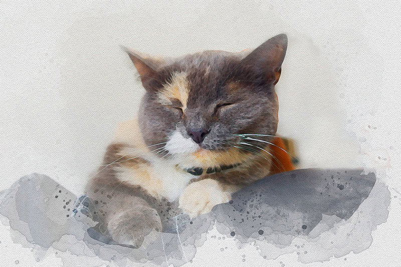cat portrait