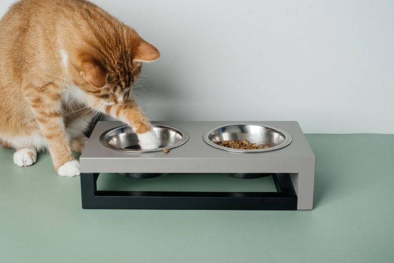 cat putting paw into the water bowl