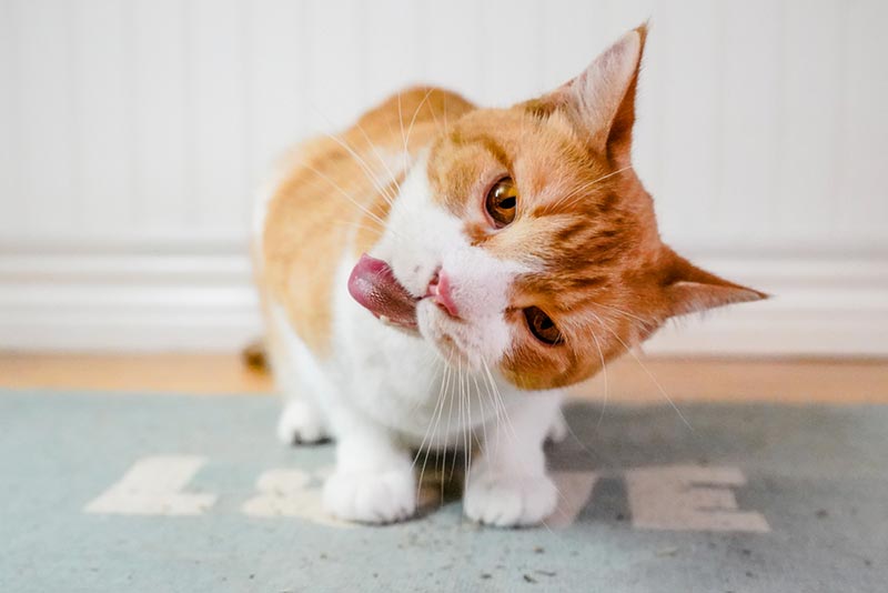 cat reacting to catnip