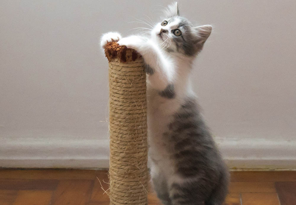 cat scratcher_WillianJustendeVasconcellos_Unsplash