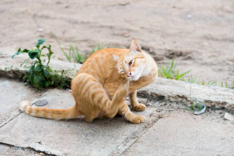 cat scratching a cheek