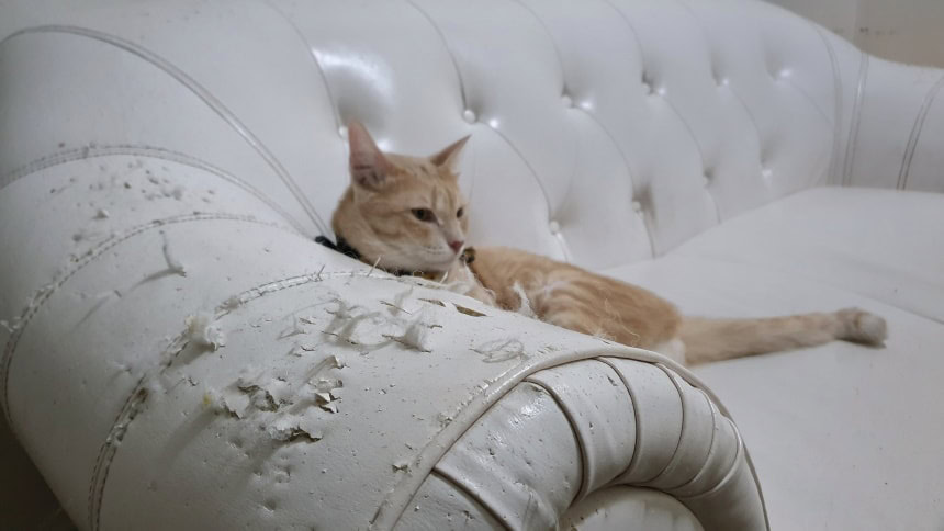 cat scratching furniture