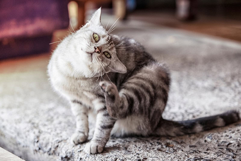 cat scratching itself