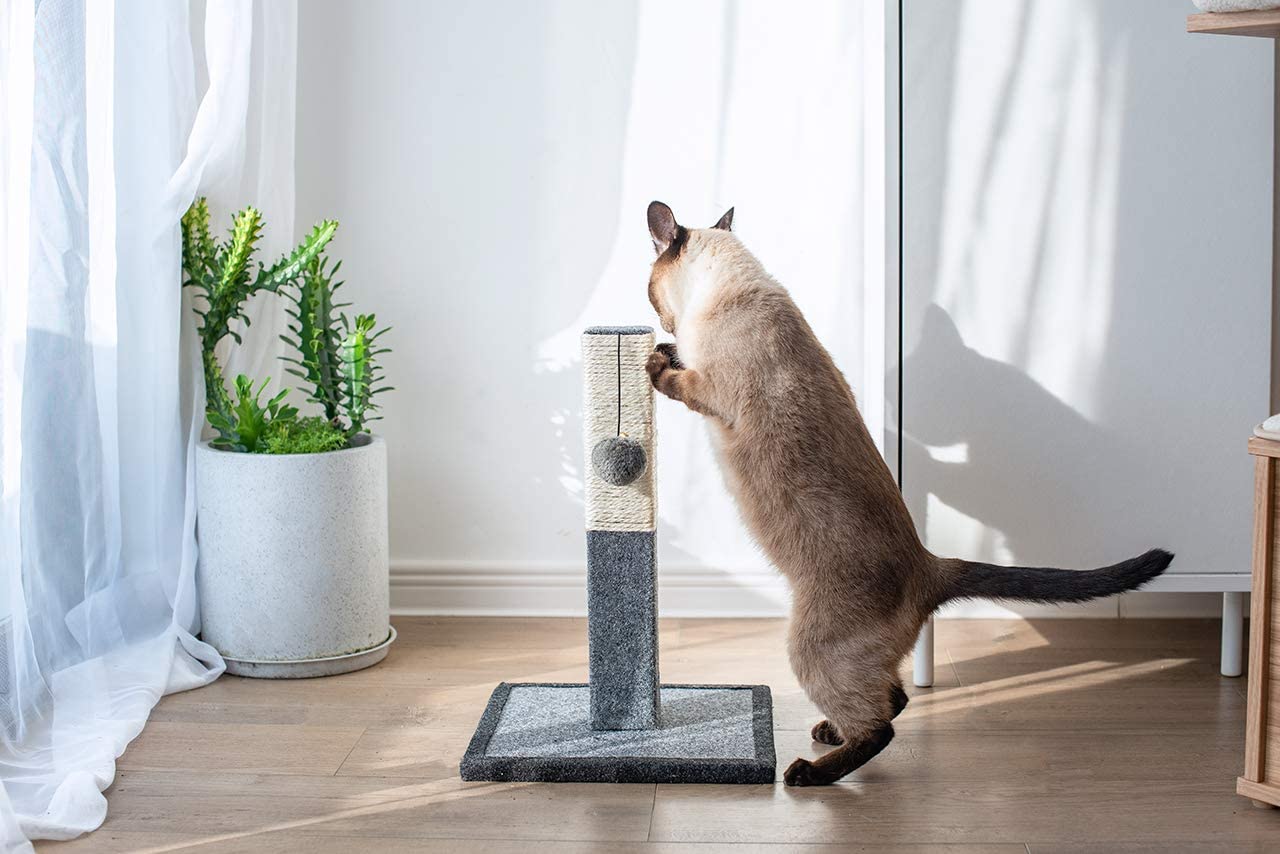 cat scratching on Catry Cat Scratching Post