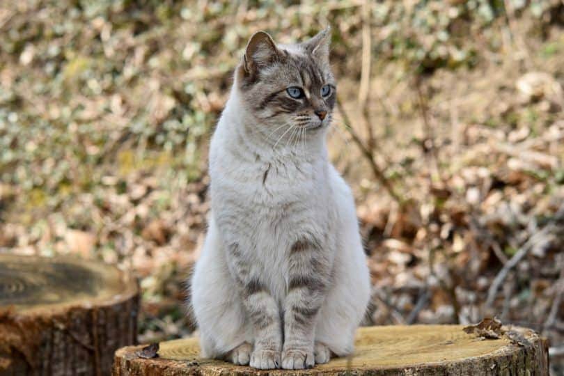 cat sitting_Pixabay