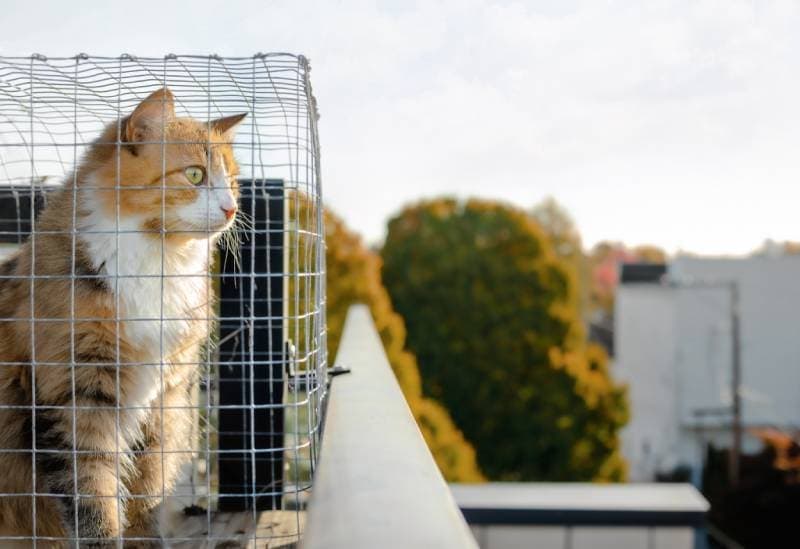 cat-sitting-in-catio-looking-outside
