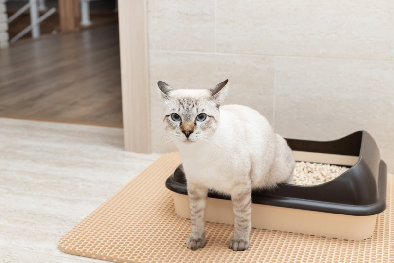 cat sitting in litter box