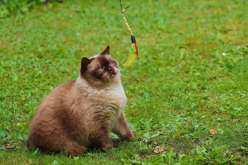 cat sitting in the grass